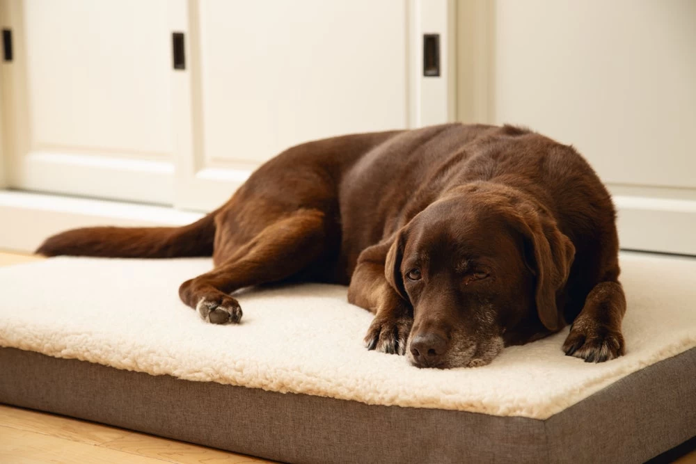 Beeztees Hondenkussen Zira Beige 100 X 70 Cm 5 Beeztees Hondenkussen Zira Beige 100 X 70 Cm - Afbeelding 3