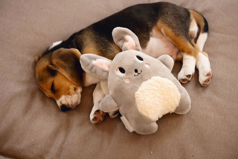 Beeztees Hondenspeelgoed Pluche Konijn Grijs 20 X 7,5 X 25 Cm 4 Beeztees Hondenspeelgoed Pluche Konijn Grijs 20 X 7,5 X 25 Cm - Afbeelding 2