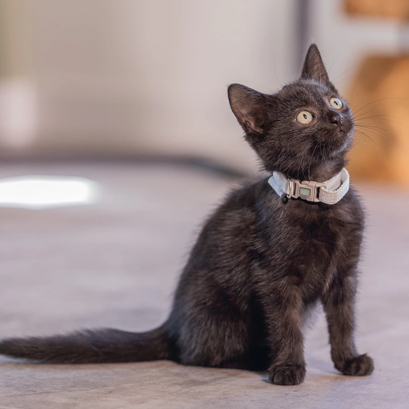 Beeztees Kattenhalsband Blixa Roze 16-23 X 1 Cm 6 Beeztees Kattenhalsband Blixa Roze 16-23 X 1 Cm - Afbeelding 4