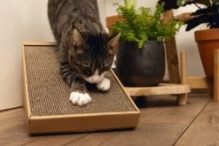 Beeztees Krabplank Minus One Bruin 49 X 25 X 24,5 Cm 14 Beeztees Krabplank Minus One Bruin 49 X 25 X 24,5 Cm -Beeztees 8712695197218 6