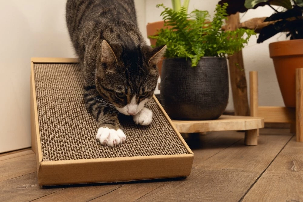 Beeztees Krabplank Minus One Bruin 49 X 25 X 24,5 Cm 8 Beeztees Krabplank Minus One Bruin 49 X 25 X 24,5 Cm - Afbeelding 6