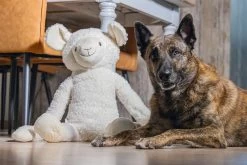 Beeztees Hondenspeelgoed Knuffel Schaap Jessy 39 X 20,5 X 80 Cm XL -Beeztees 8712695198383 2