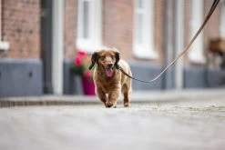 Beeztees Hondenriem Balacron Bruin 100 X 1,5 Cm -Beeztees 8712695198505 4