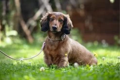 Beeztees Hondenhalsband Balacron Ax Roze 29-35 X 1,5 Cm -Beeztees 8712695198550 3