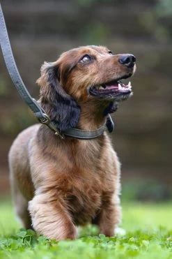 Beeztees Hondenhalsband Balacron Ax Grijs 31-39 X 2 Cm -Beeztees 8712695198680 8