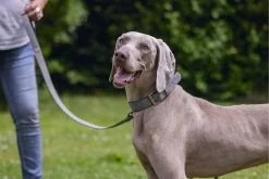 Beeztees Hondenhalsband Balacron Ax Grijs 43-53 X 2,5 Cm -Beeztees 8712695198710 10