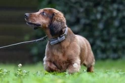 Beeztees Hondenriem Balacron Grijs 100 X 1,5 Cm 9 Beeztees Hondenriem Balacron Grijs 100 X 1,5 Cm -Beeztees 8712695198741 4