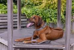 Beeztees Hondenriem Balacron Grijs 100 X 2 Cm -Beeztees 8712695198758 4