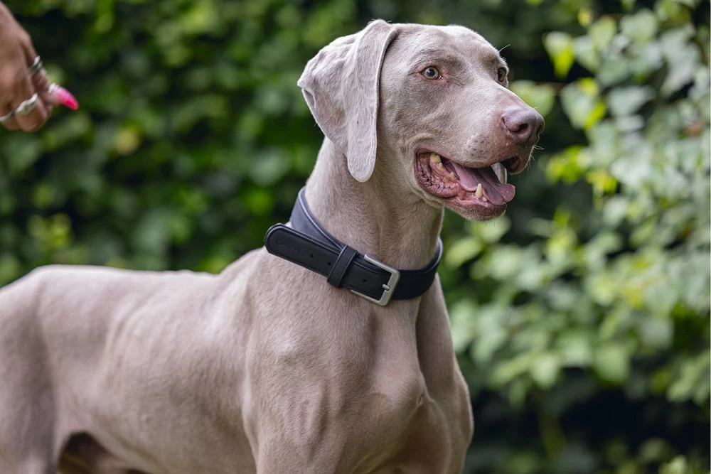 Beeztees Hondenhalsband Balacron Ax Zwart 43-53 X 2,5 Cm 6 Beeztees Hondenhalsband Balacron Ax Zwart 43-53 X 2,5 Cm - Afbeelding 4