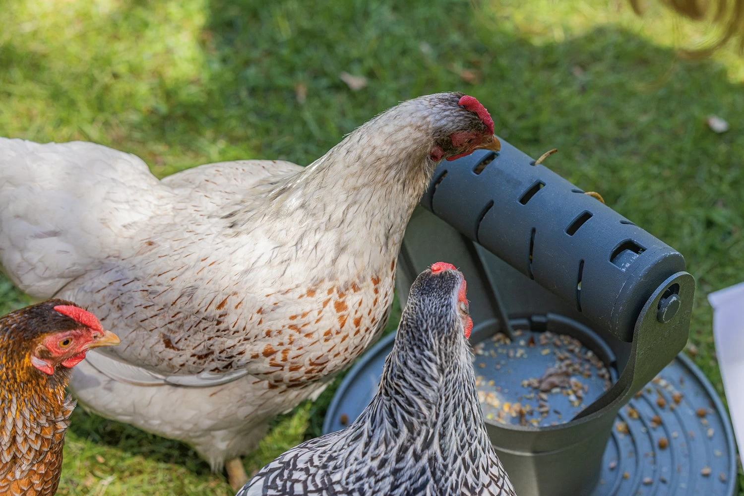 Beeztees Kippenvoerbak Speel- En Snacktoren Grijs D 30 H 31 Cm 18 Beeztees Kippenvoerbak Speel- En Snacktoren Grijs D 30 H 31 Cm - Afbeelding 16