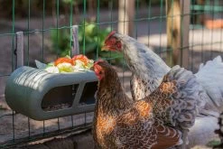 Beeztees Kippenvoerbak Grijs 30 X 14 X 13 Cm -Beeztees 8712695201359 6