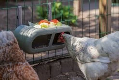 Beeztees Kippenvoerbak Grijs 30 X 14 X 13 Cm -Beeztees 8712695201359 8