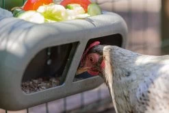 Beeztees Kippenvoerbak Grijs 30 X 14 X 13 Cm -Beeztees 8712695201359 9