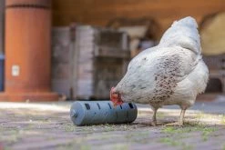 Beeztees Kippenvoerbak Snackroller Grijs 22,5 X 6,5 X 6,5 Cm 17 Beeztees Kippenvoerbak Snackroller Grijs 22,5 X 6,5 X 6,5 Cm -Beeztees 8712695201366 5