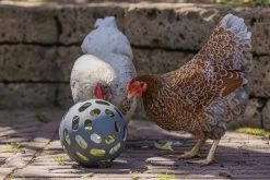 Beeztees Kippenvoerbak Speel Snackbal Grijs D 15 H 15 Cm 16 Beeztees Kippenvoerbak Speel Snackbal Grijs D 15 H 15 Cm -Beeztees 8712695201380 5