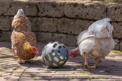 Beeztees Kippenvoerbak Speel Snackbal Grijs D 15 H 15 Cm 17 Beeztees Kippenvoerbak Speel Snackbal Grijs D 15 H 15 Cm -Beeztees 8712695201380 6