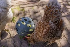 Beeztees Kippenvoerbak Speel Snackbal Grijs D 15 H 15 Cm 18 Beeztees Kippenvoerbak Speel Snackbal Grijs D 15 H 15 Cm -Beeztees 8712695201380 7