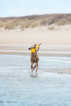 Beeztees Hondenspeelgoed Vliegende Boei D 17 H 3 Cm -Beeztees 8712695202943 4