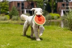 Beeztees Hondenspeelgoed Meloen Spikie 25 X 8 X 8 Cm -Beeztees 8712695207627 6