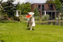 Beeztees Hondenspeelgoed Meloen Spikie 25 X 8 X 8 Cm -Beeztees 8712695207627 7