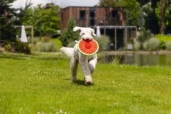 Beeztees Hondenspeelgoed Meloen Spikie 25 X 8 X 8 Cm -Beeztees 8712695207627 8