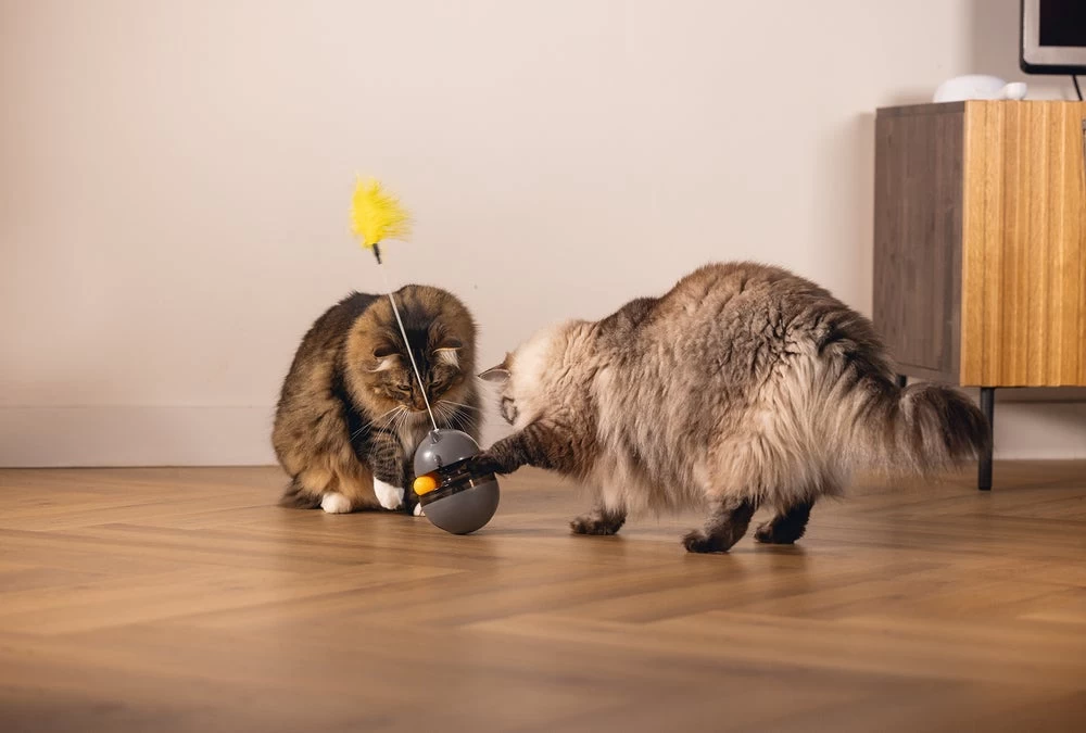 Beeztees Kattenspeelgoed Interactief Wibol D 10 H 42 Cm 16 Beeztees Kattenspeelgoed Interactief Wibol D 10 H 42 Cm - Afbeelding 14