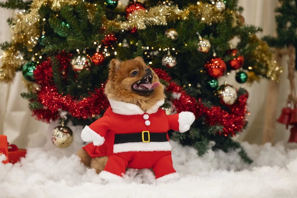 Beeztees Hondentrui Kerstman Rood / Wit 36 Cm 10 Beeztees Hondentrui Kerstman Rood / Wit 36 Cm - Afbeelding 8