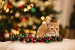 Beeztees Kattenspeeltje Kerstlinger 60 X 5 X 5 Cm -Beeztees 8712695209775 3