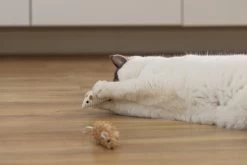 Beeztees Kattenspeelgoed Muis Seerp 7 X 3,5 X 3,5 Cm 2 Stuks 13 Beeztees Kattenspeelgoed Muis Seerp 7 X 3,5 X 3,5 Cm 2 Stuks -Beeztees 8712695215288 4