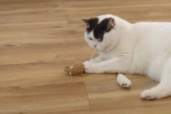 Beeztees Kattenspeelgoed Muis Seerp 7 X 3,5 X 3,5 Cm 2 Stuks 14 Beeztees Kattenspeelgoed Muis Seerp 7 X 3,5 X 3,5 Cm 2 Stuks -Beeztees 8712695215288 5