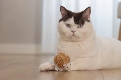 Beeztees Kattenspeelgoed Egel Mozi 8 X 5 X 4 Cm -Beeztees 8712695215295 4