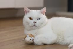 Beeztees Kattenspeelgoed Egel Mozi 8 X 5 X 4 Cm -Beeztees 8712695215295 5