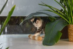 Beeztees Kattenspeelgoed Rups Bobba 13 X 3,5 X 3,5 Cm -Beeztees 8712695215301 3