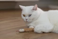 Beeztees Kattenspeelgoed Slang Boa 8 X 7 X 3 Cm 2 Stuks 11 Beeztees Kattenspeelgoed Slang Boa 8 X 7 X 3 Cm 2 Stuks -Beeztees 8712695215332 5