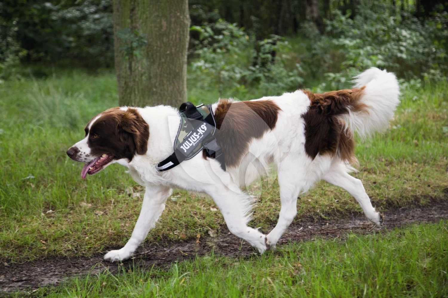 Beeztees Julius-K9 IDC-Powertuig 71-96cm Camouflage 4 Beeztees Julius-K9 IDC-Powertuig 71-96cm Camouflage - Afbeelding 2