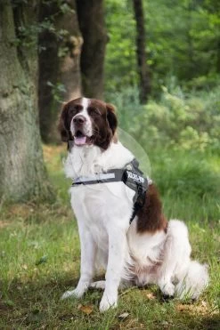 Beeztees Julius-K9 IDC-Powertuig 71-96cm Camouflage 7 Beeztees Julius-K9 IDC-Powertuig 71-96cm Camouflage -Beeztees julius k9 idc powertuig 71 96cm camouflage 5999053642853 2 0 1333x2000