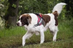 Beeztees Julius-K9 IDC-Powertuig 71-96cm Rood -Beeztees julius k9 idc powertuig 71 96cm rood 5999053616670 1 0 2000x1333