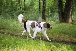 Beeztees Julius-K9 IDC-Powertuig 71-96cm Rood -Beeztees julius k9 idc powertuig 71 96cm rood 5999053616670 2 0 2000x1333